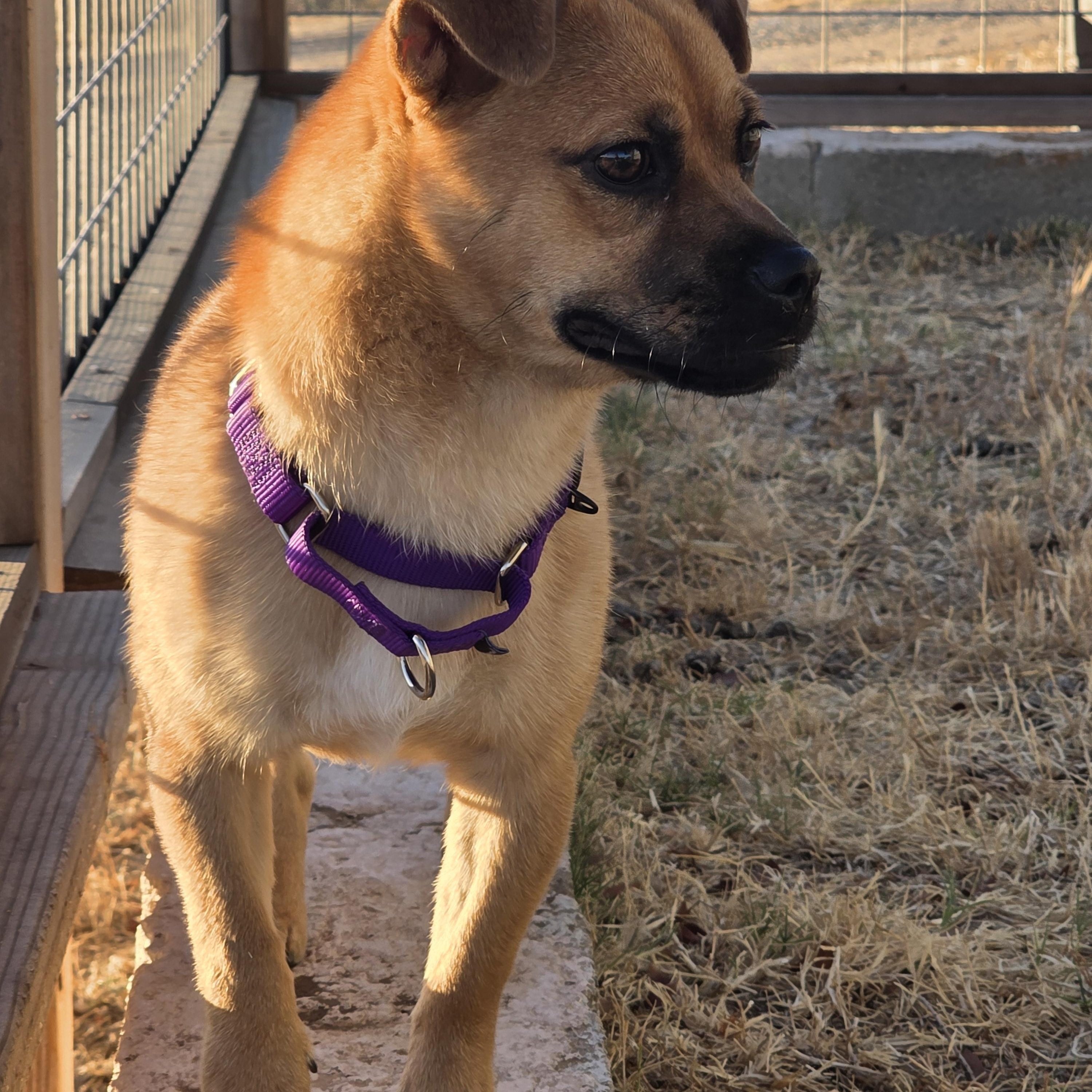 Enlarge Crawfish, a Adoptable mixed breed in Santa Clara, CA image 6/6