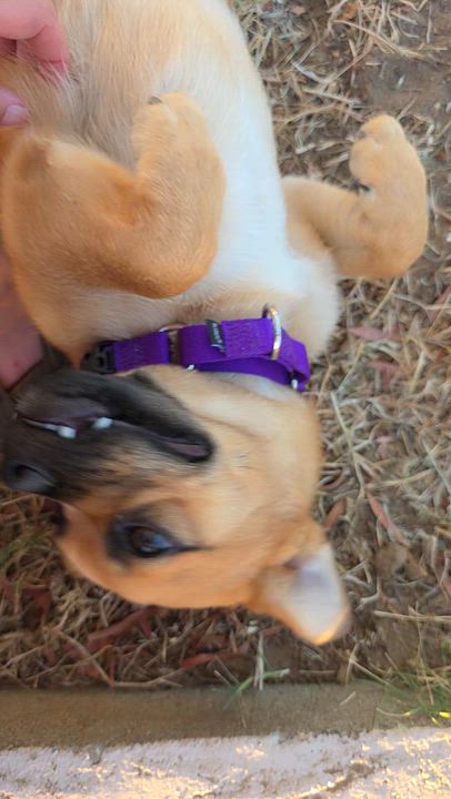 Enlarge Crawfish, a Adoptable mixed breed in Santa Clara, CA video 4/6