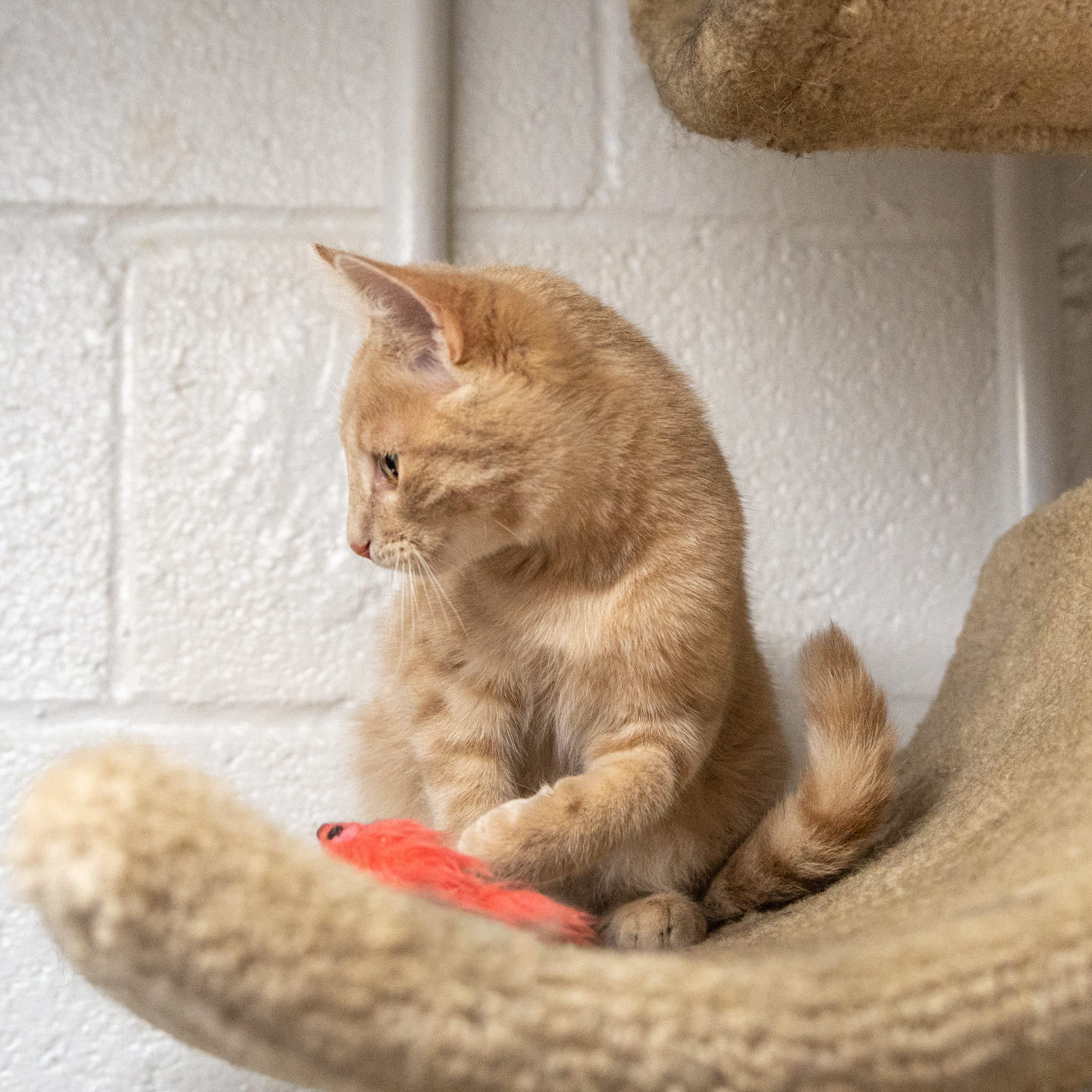 Lucky, a Adoptable Domestic Short Hair in Manchester, MI image 1/11