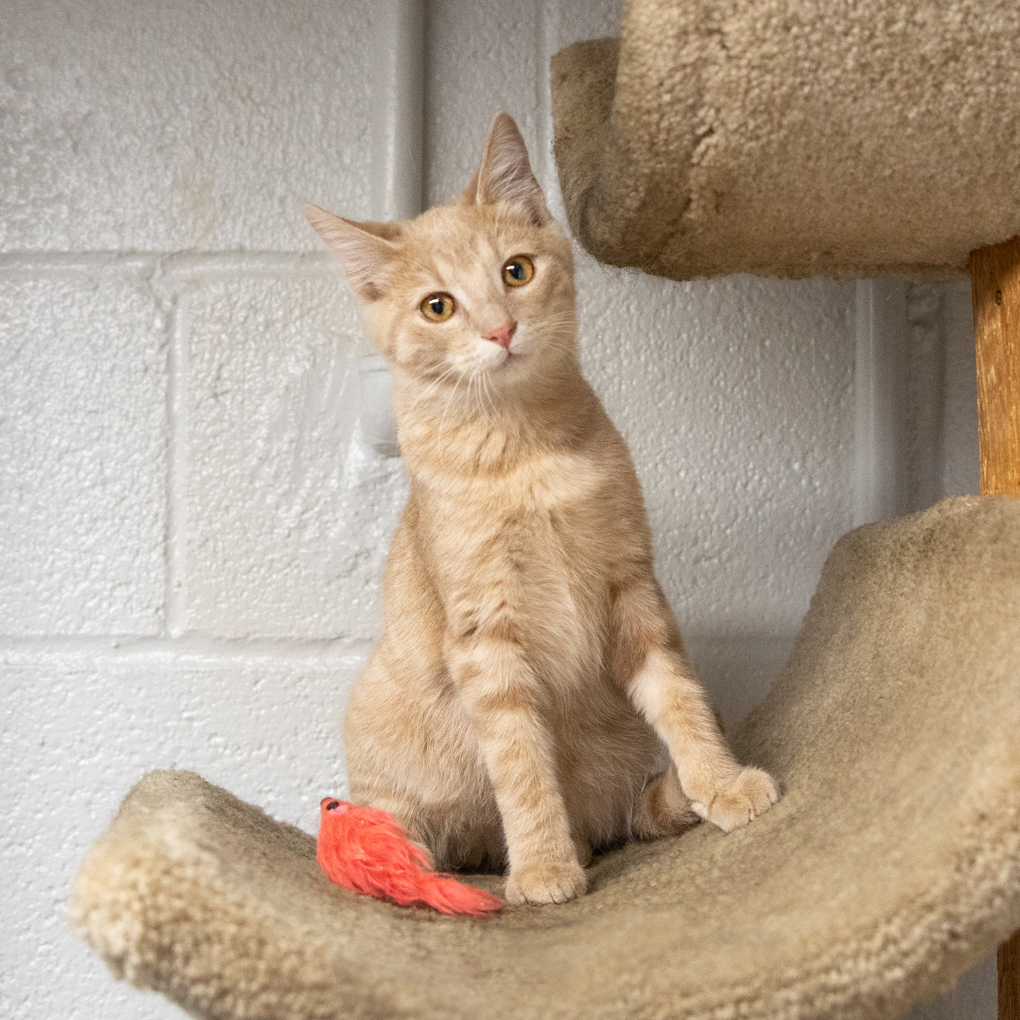 Lucky, a Adoptable Domestic Short Hair in Manchester, MI image 2/11