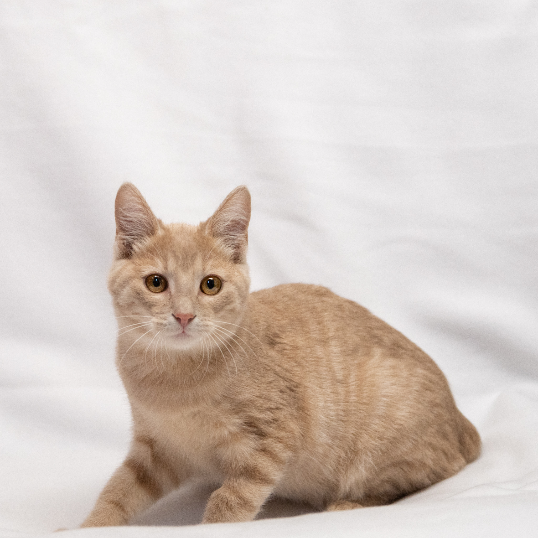 Lucky, a Adoptable Domestic Short Hair in Manchester, MI image 3/11