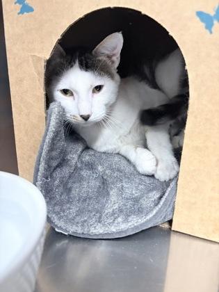 Enlarge Spookley, a Adoptable mixed breed in Redmond, OR image 2/2