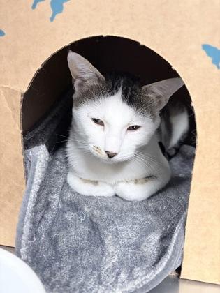 Spookley, Adoptable, Adult Male Domestic Short Hair.