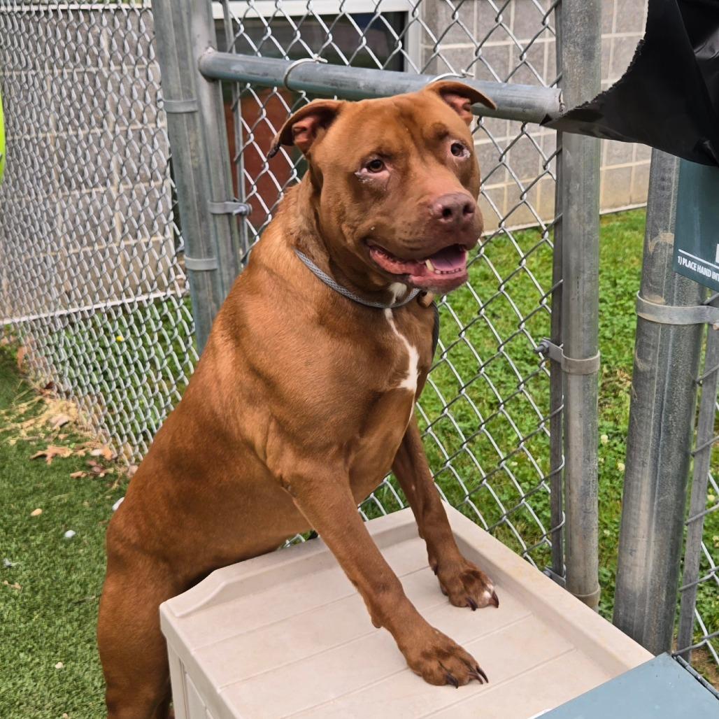 Cal Kestis, Adoptable, Adult Male Terrier.