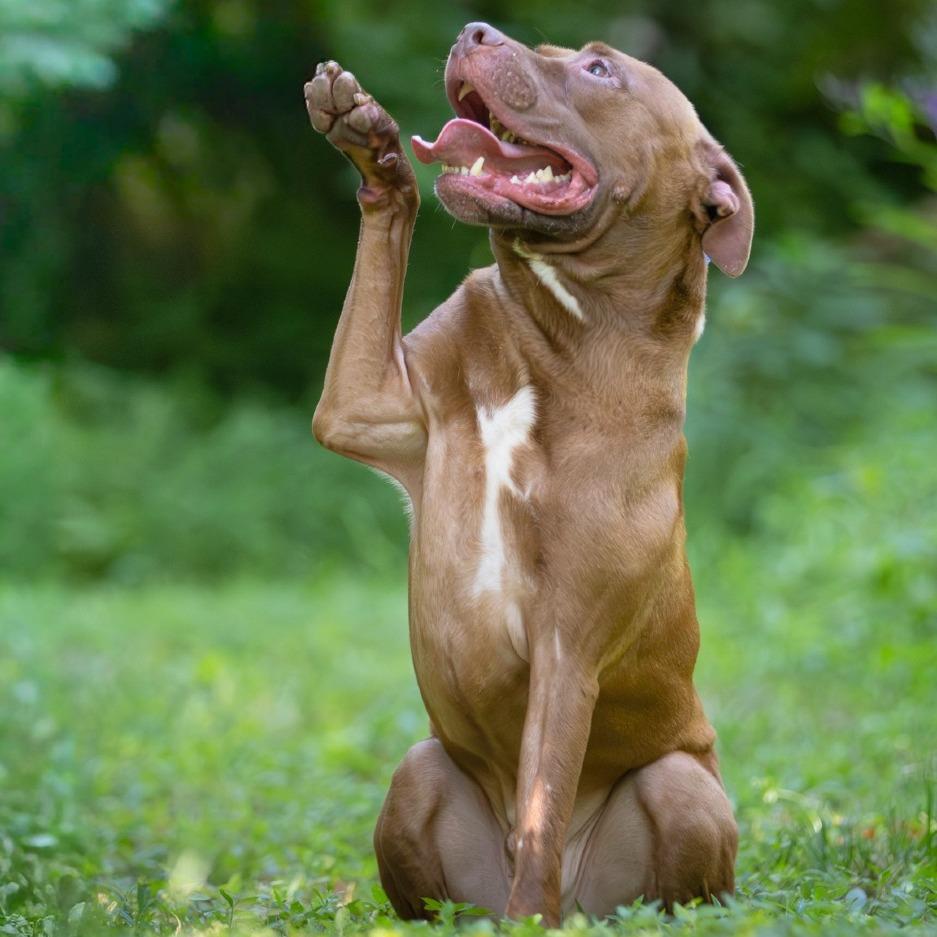 Enlarge Cal Kestis, a Adoptable Terrier in Chattanooga, TN image 2/6