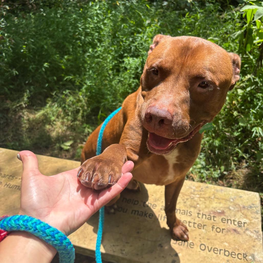 Cal Kestis, a Adoptable Terrier in Chattanooga, TN image 3/5