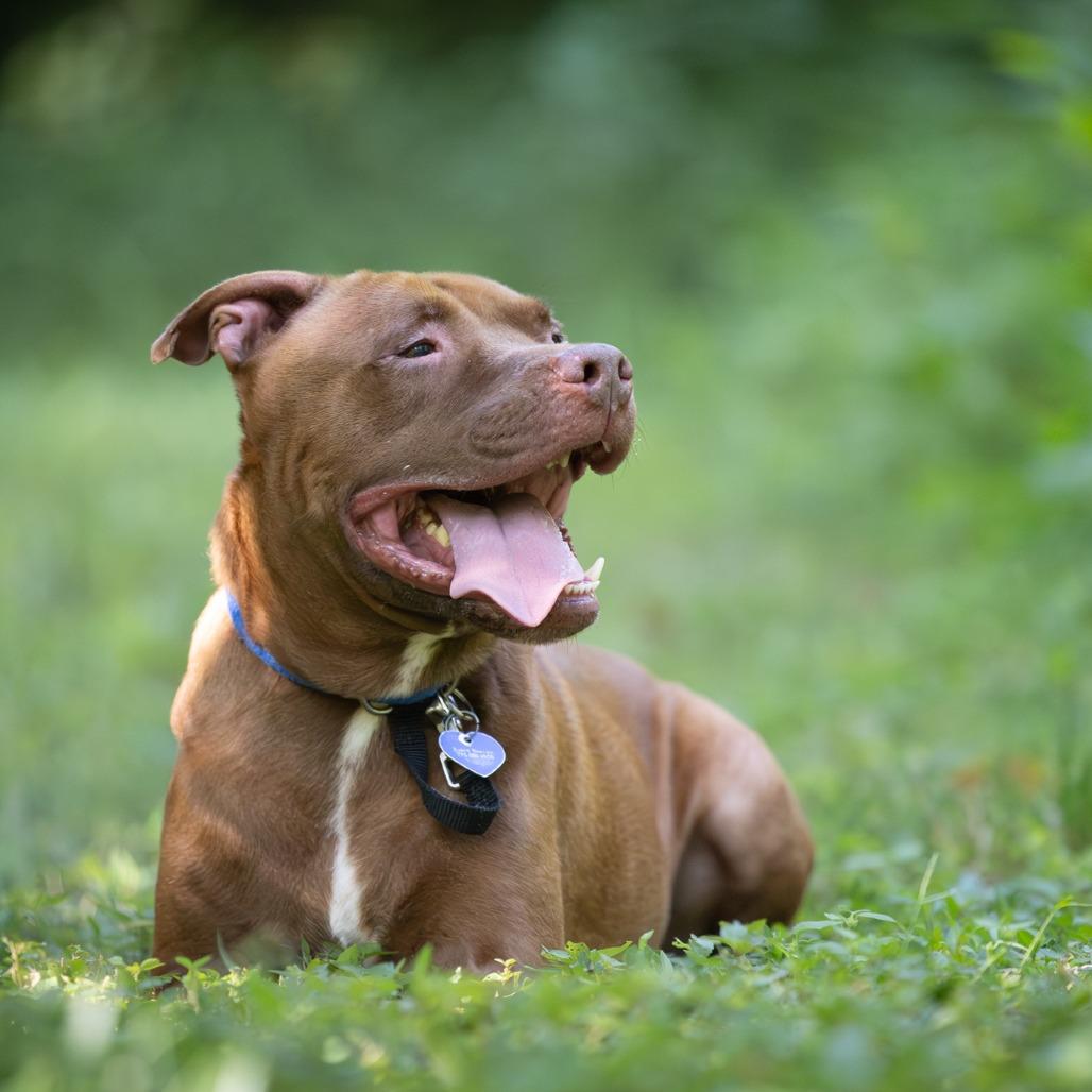 Enlarge Cal Kestis, a Adoptable Terrier in Chattanooga, TN image 5/6