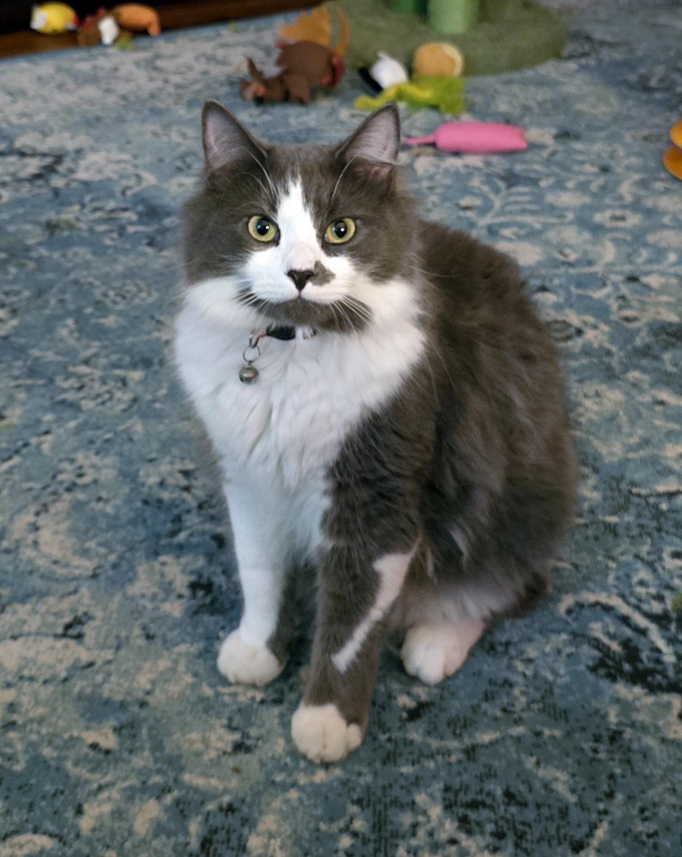 Ash, Young Male Domestic Medium Hair