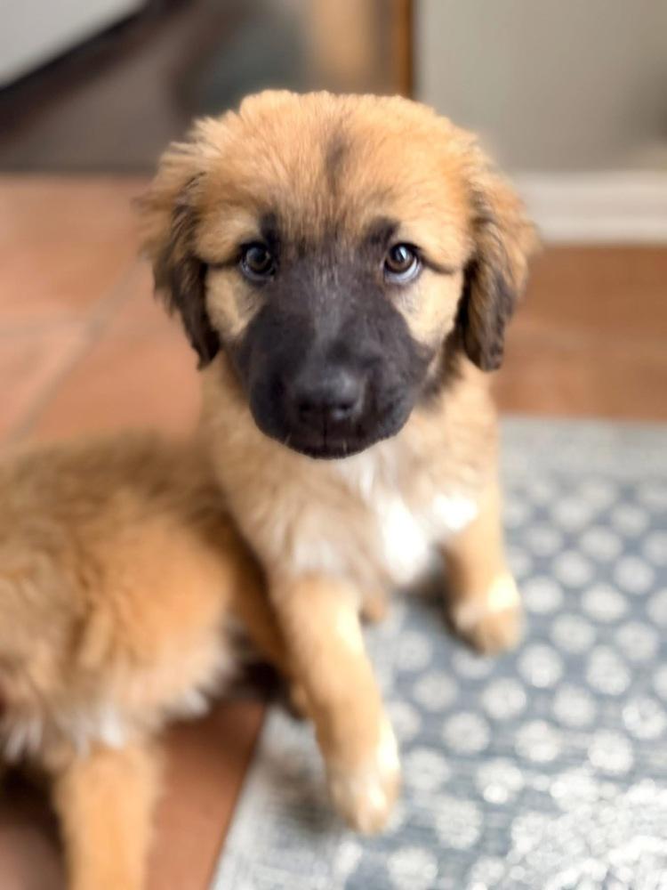 Enlarge 26-057 Stormy, a Adoptable mixed breed in Richardson, TX image 1/6