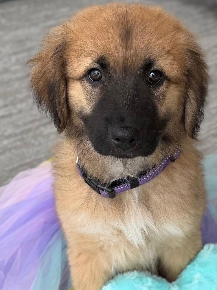 Enlarge 26-057 Stormy, a Adoptable mixed breed in Richardson, TX image 2/6