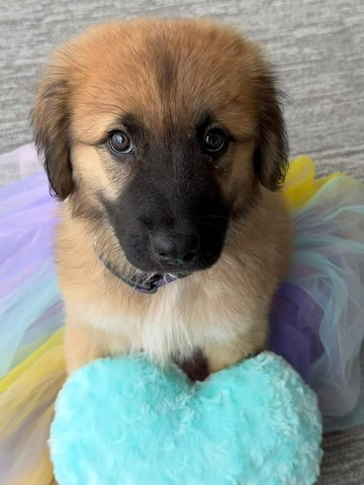Enlarge 26-057 Stormy, a Adoptable mixed breed in Richardson, TX image 3/6