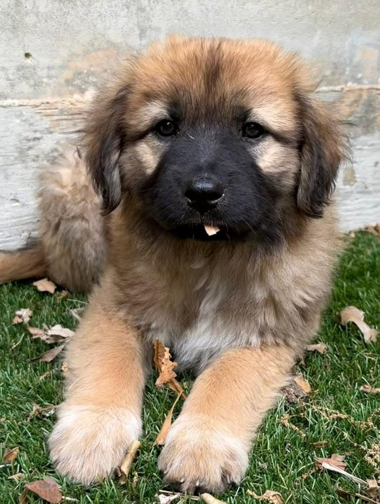 Enlarge 26-057 Stormy, a Adoptable mixed breed in Richardson, TX image 4/6