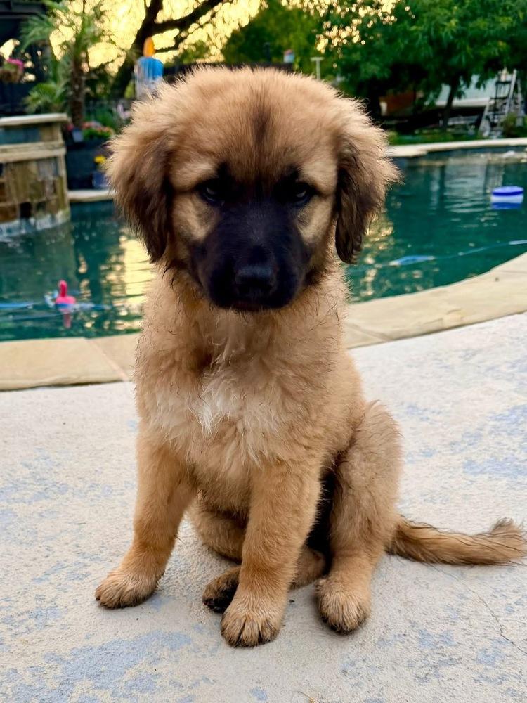 Enlarge 26-057 Stormy, a Adoptable mixed breed in Richardson, TX image 6/6