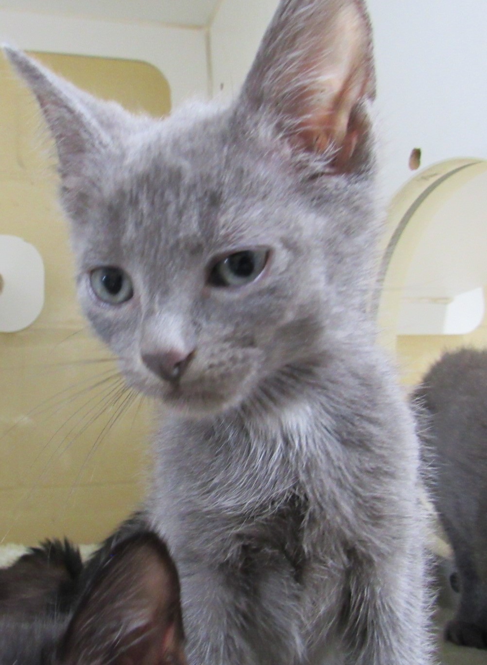 Miko, an adopted Russian Blue in West Memphis, AR_image-1