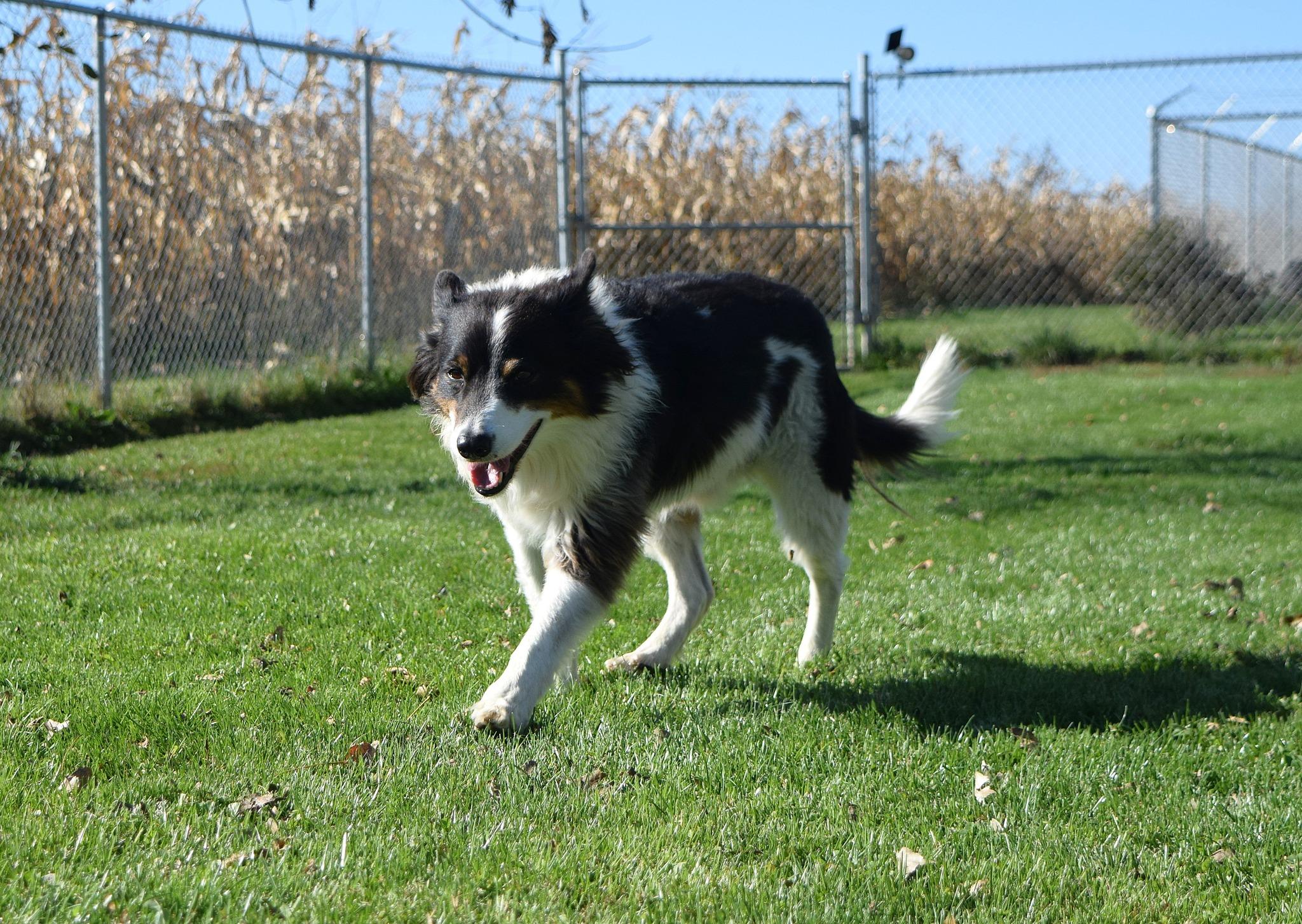 Trigger, a Adoptable Border Collie image 6/6