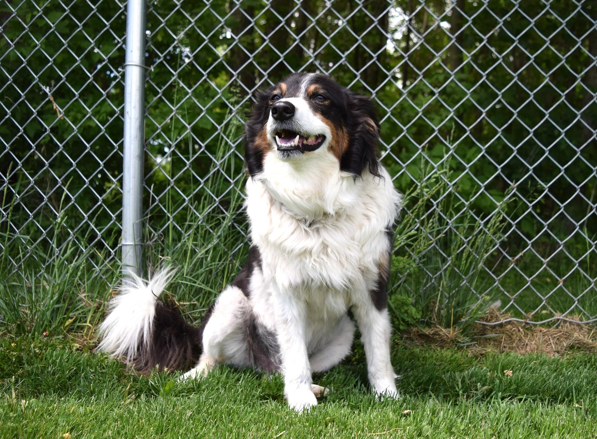 Trigger, adoptable, Adult Male Border Collie.