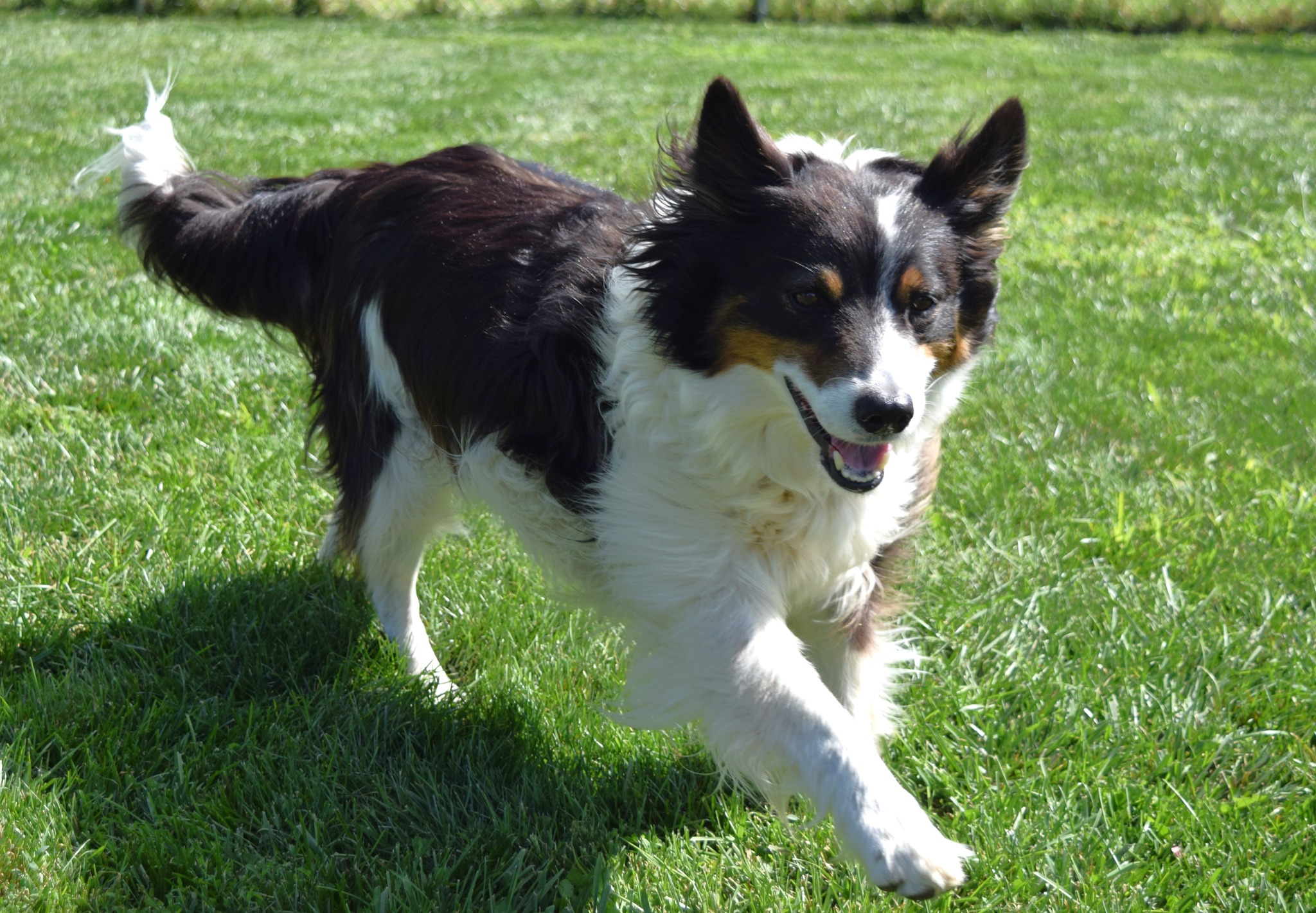 Trigger, Adoptable, Adult Male Border Collie.