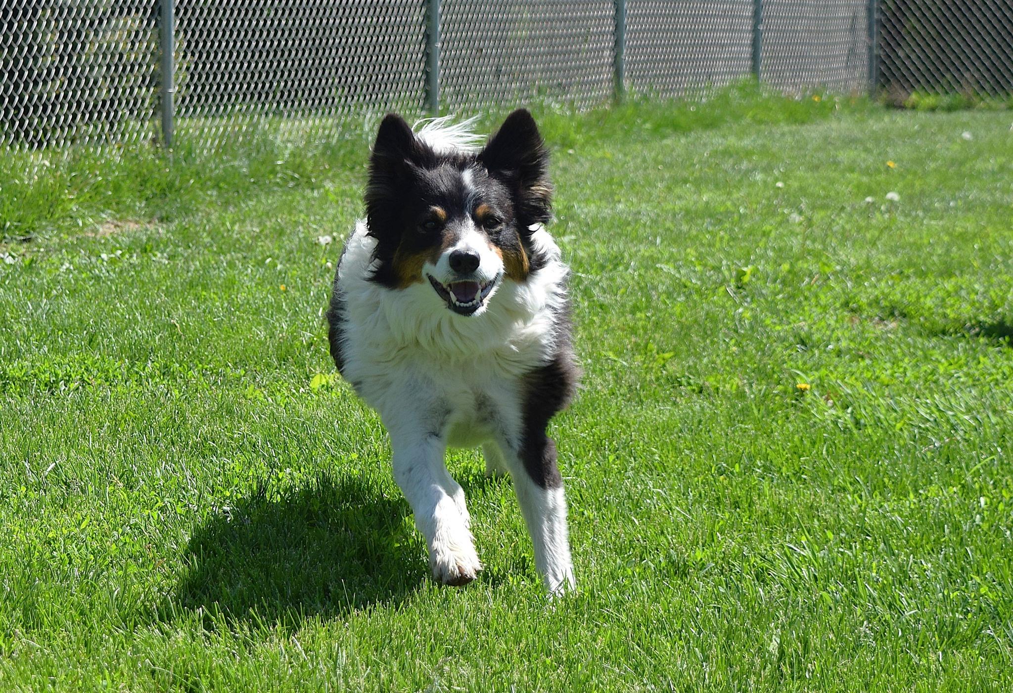 Trigger, a Adoptable Border Collie image 2/6