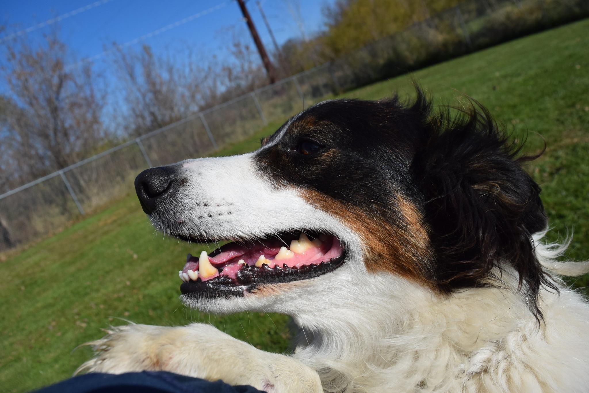 Trigger, a Adoptable Border Collie image 5/6