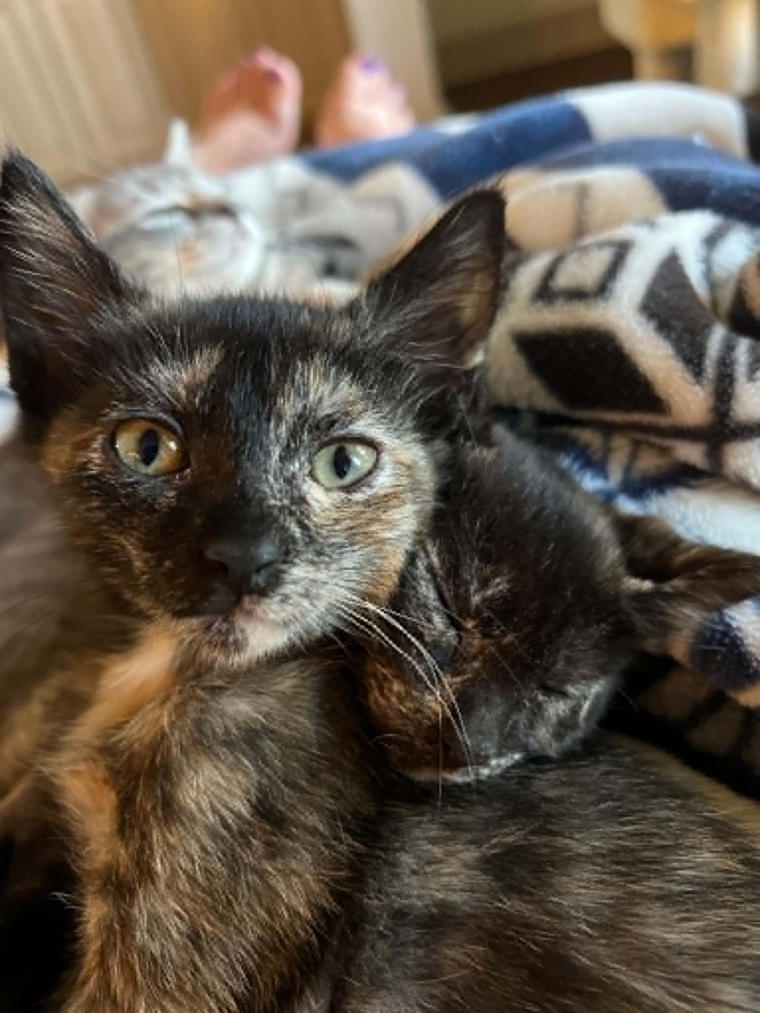 Parvati, an adopted Domestic Short Hair in Mansfield, TX image 1/2