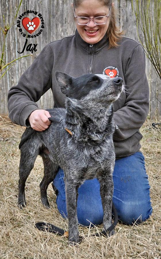 Jax, a ADOPTABLE Cattle Dog in Joliet, IL image 4/4