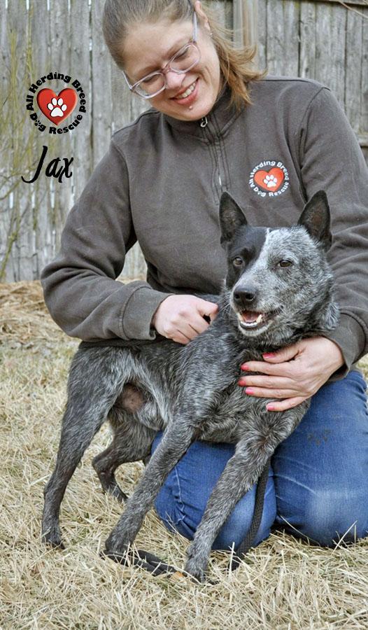 Jax, a ADOPTABLE Cattle Dog in Joliet, IL image 1/4
