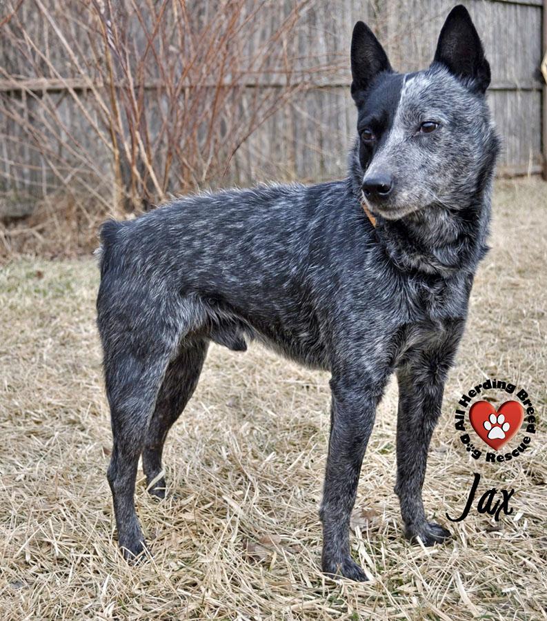 Jax, a ADOPTABLE Cattle Dog in Joliet, IL image 3/4