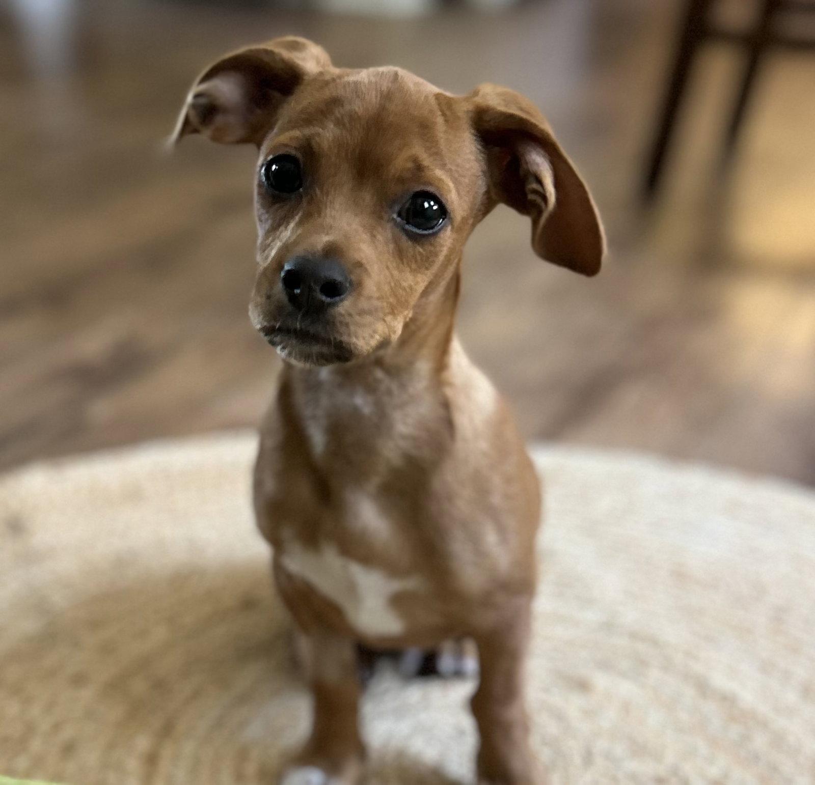 Jake, a Adopted mixed breed in Nashville, TN image 2/3