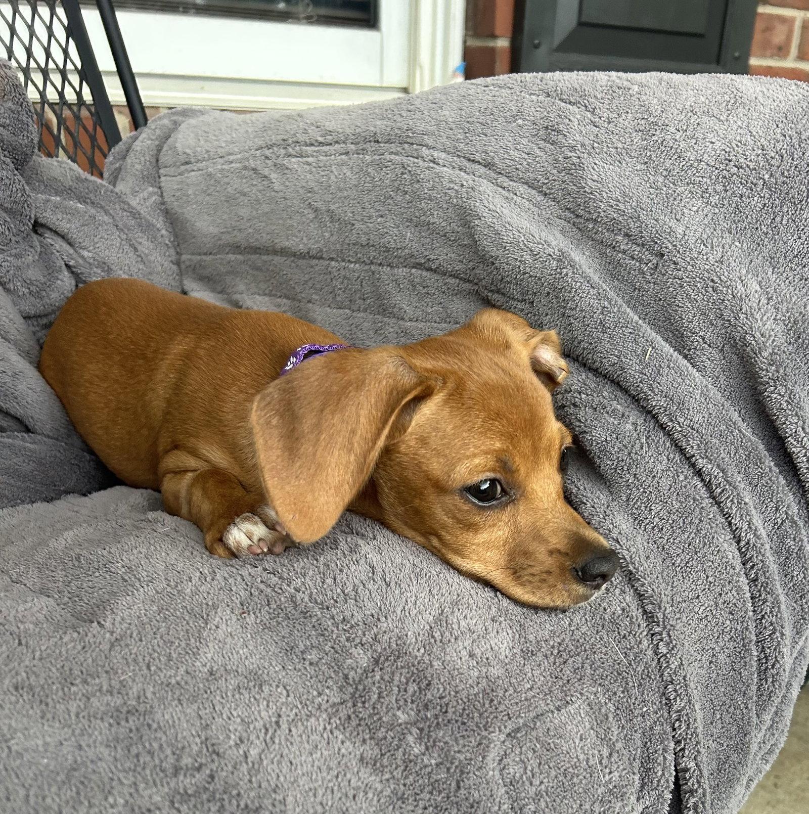 Jake, a Adopted mixed breed in Nashville, TN image 3/3