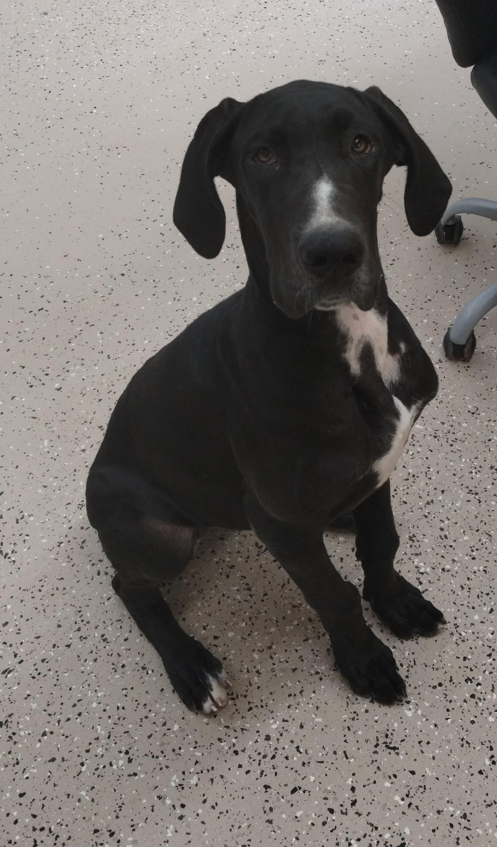 Maxine, Adoptable, Puppy Female Great Dane.