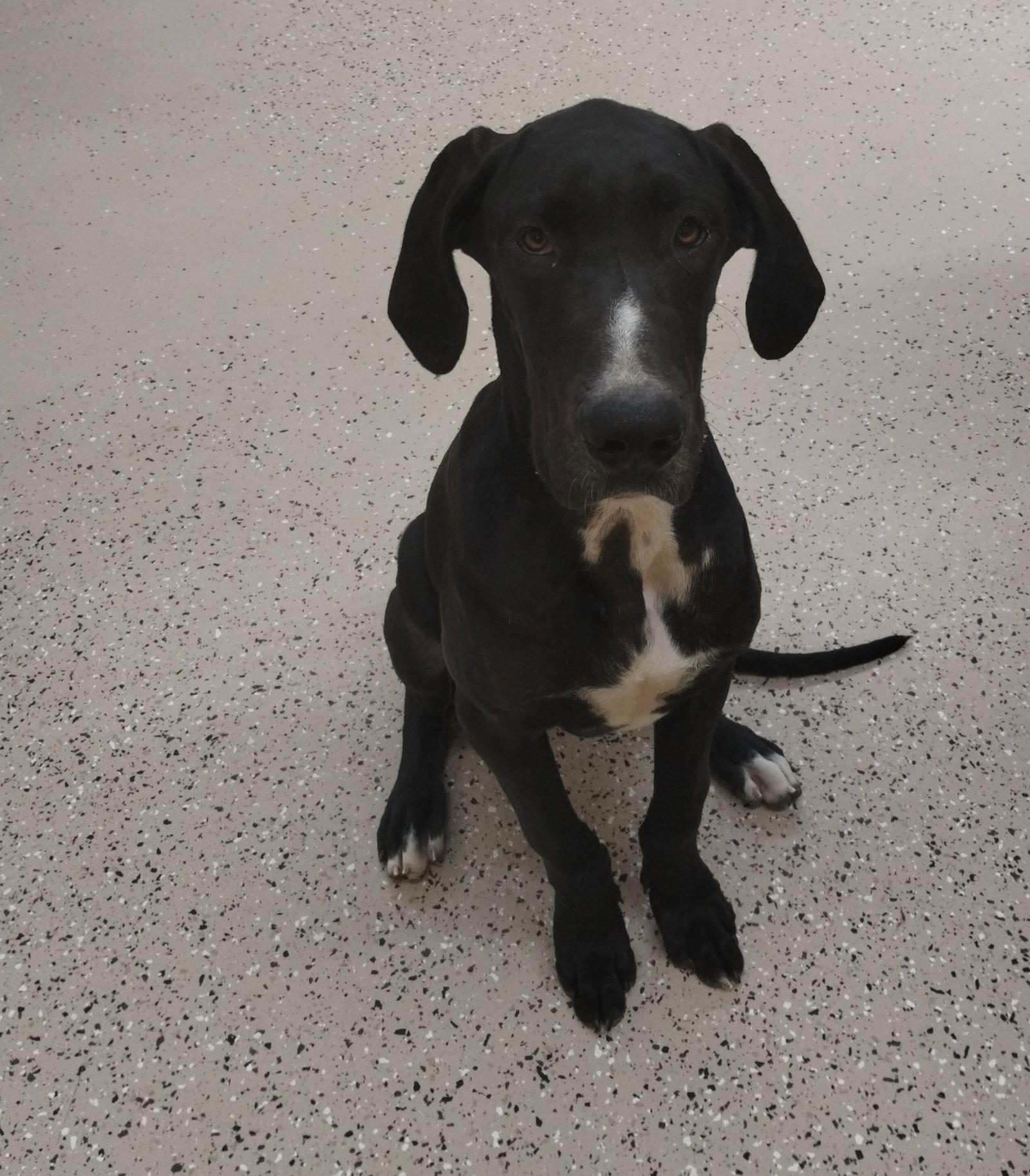 Maxine, a Adoptable Great Dane in York, SC image 2/3