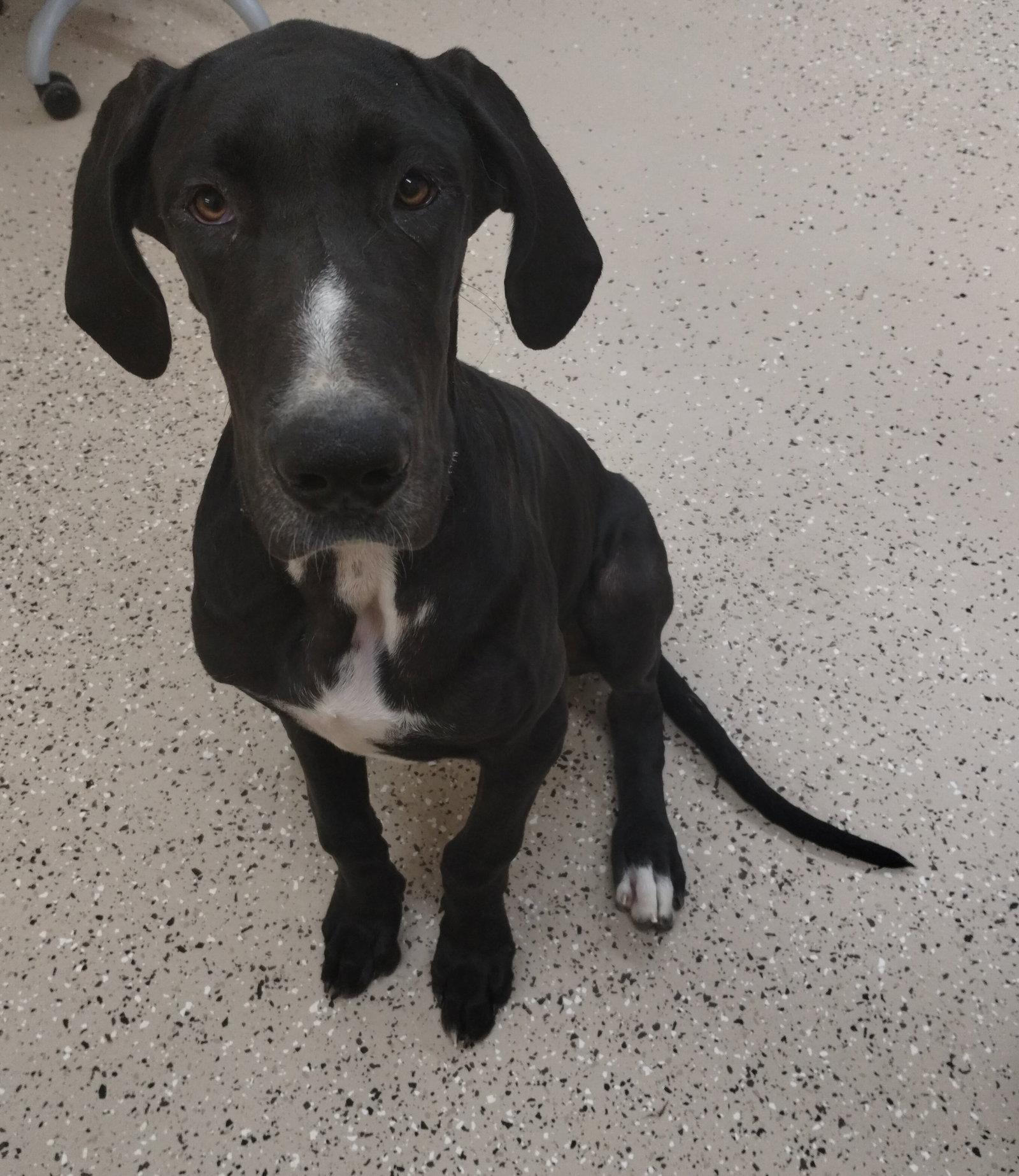 Maxine, a Adoptable Great Dane in York, SC image 3/3