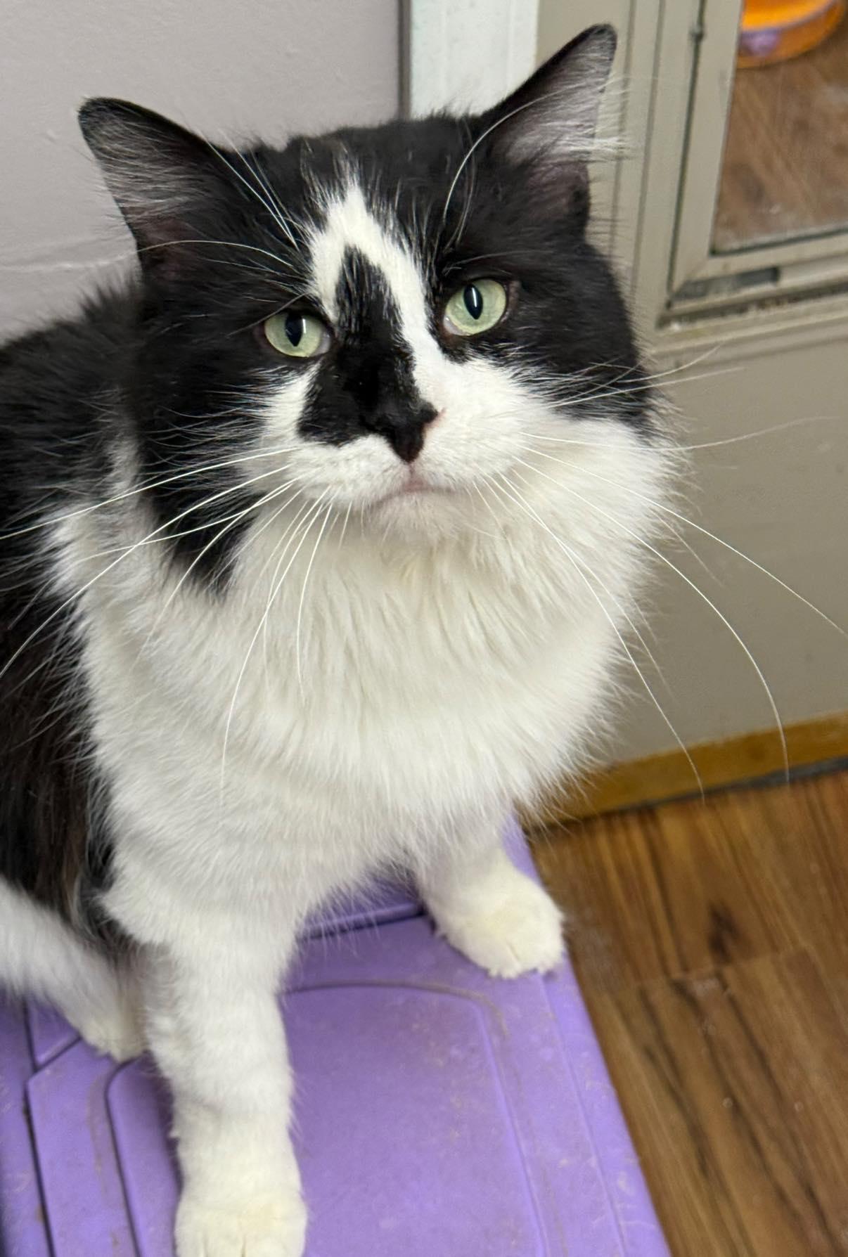 Frankfort, an adopted Domestic Long Hair in Indianapolis, IN image 1/3