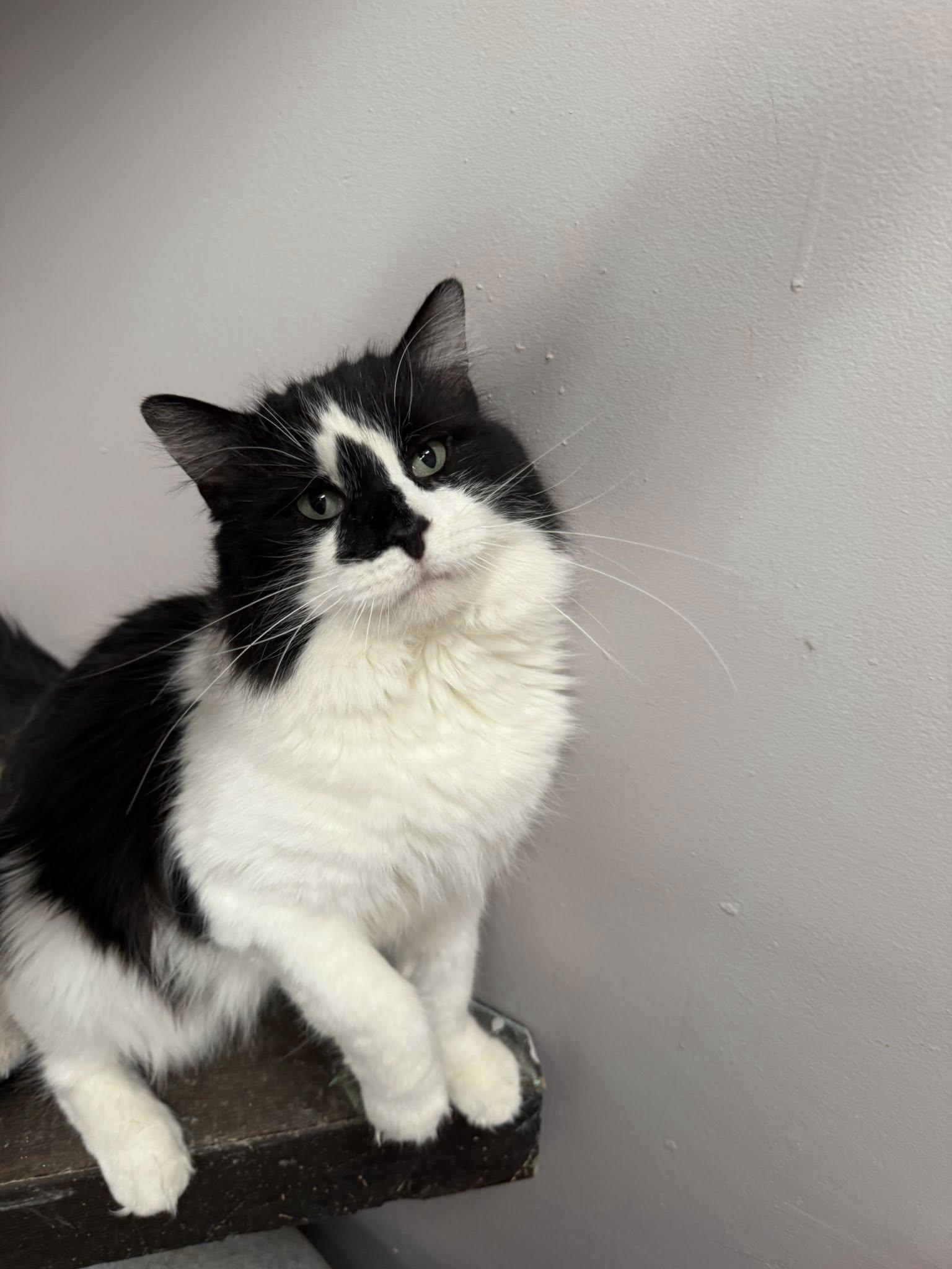 Frankfort, an adopted Domestic Long Hair in Indianapolis, IN image 2/3