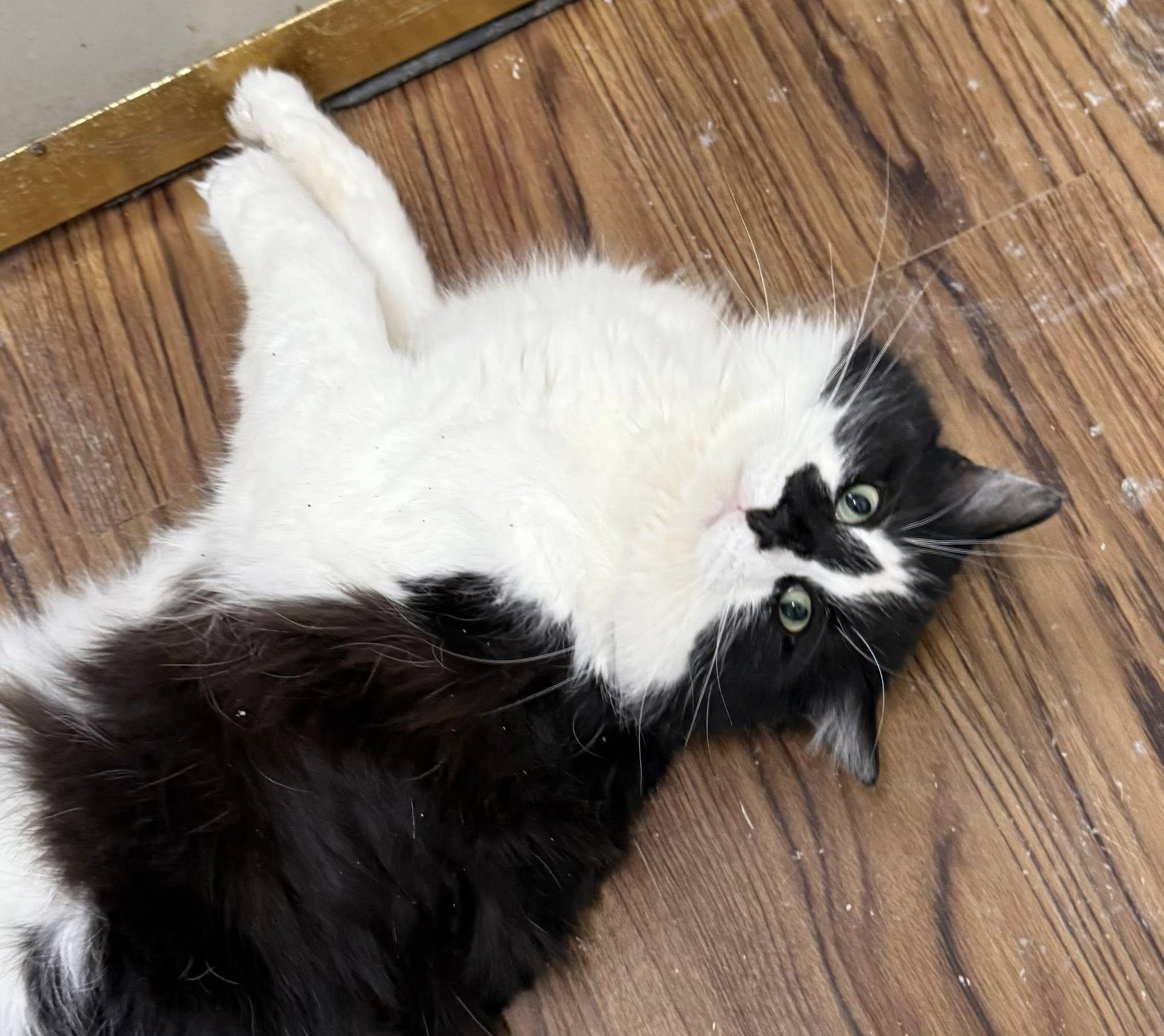 Frankfort, an adopted Domestic Long Hair in Indianapolis, IN image 3/3