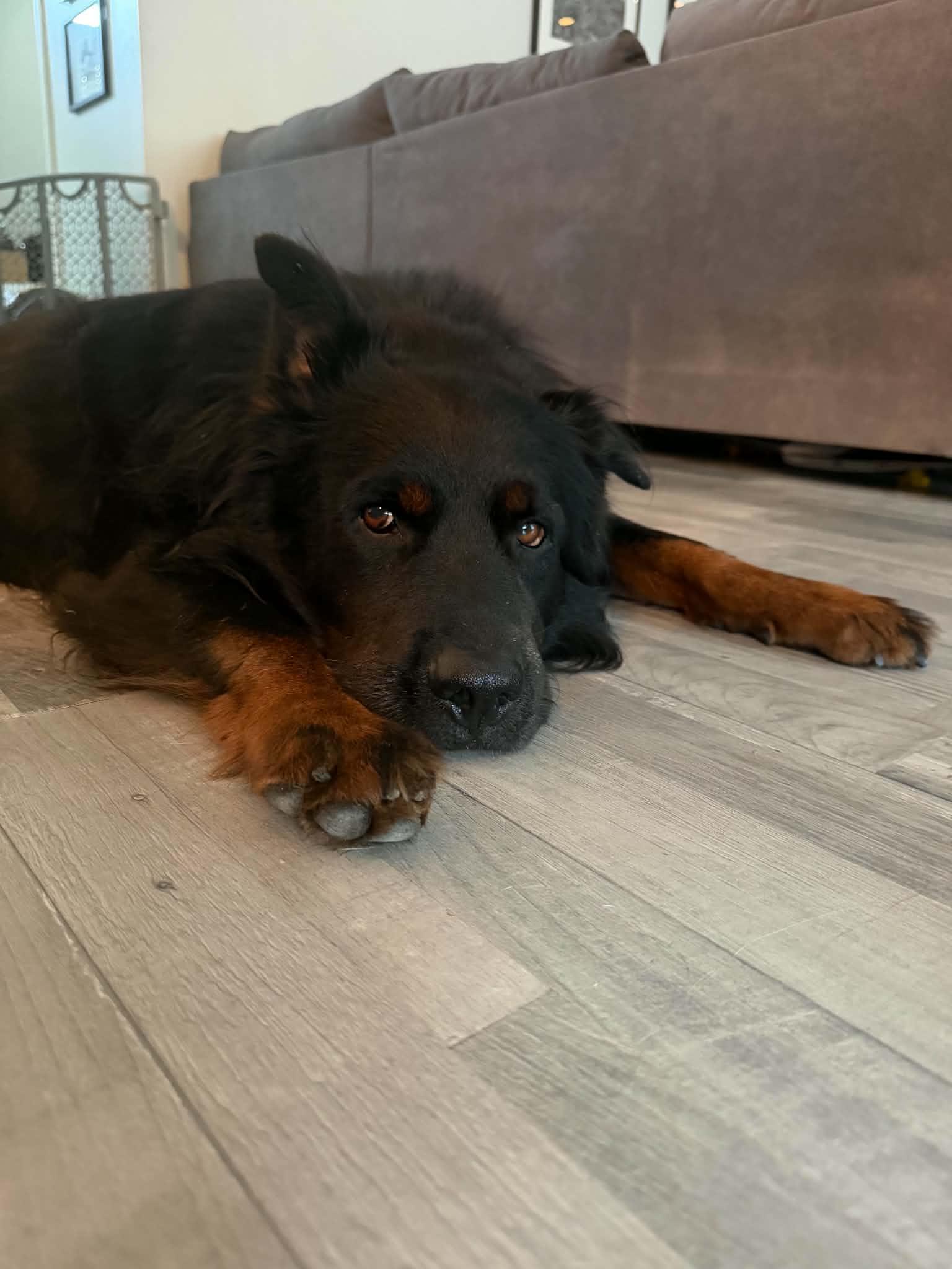 Enlarge Benny, a Adoptable mixed breed in Falls Church, VA image 2/6