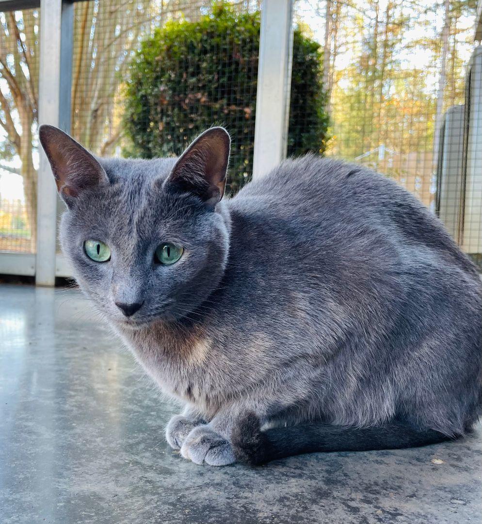 Figly, Adoptable, Adult Female Domestic Short Hair.