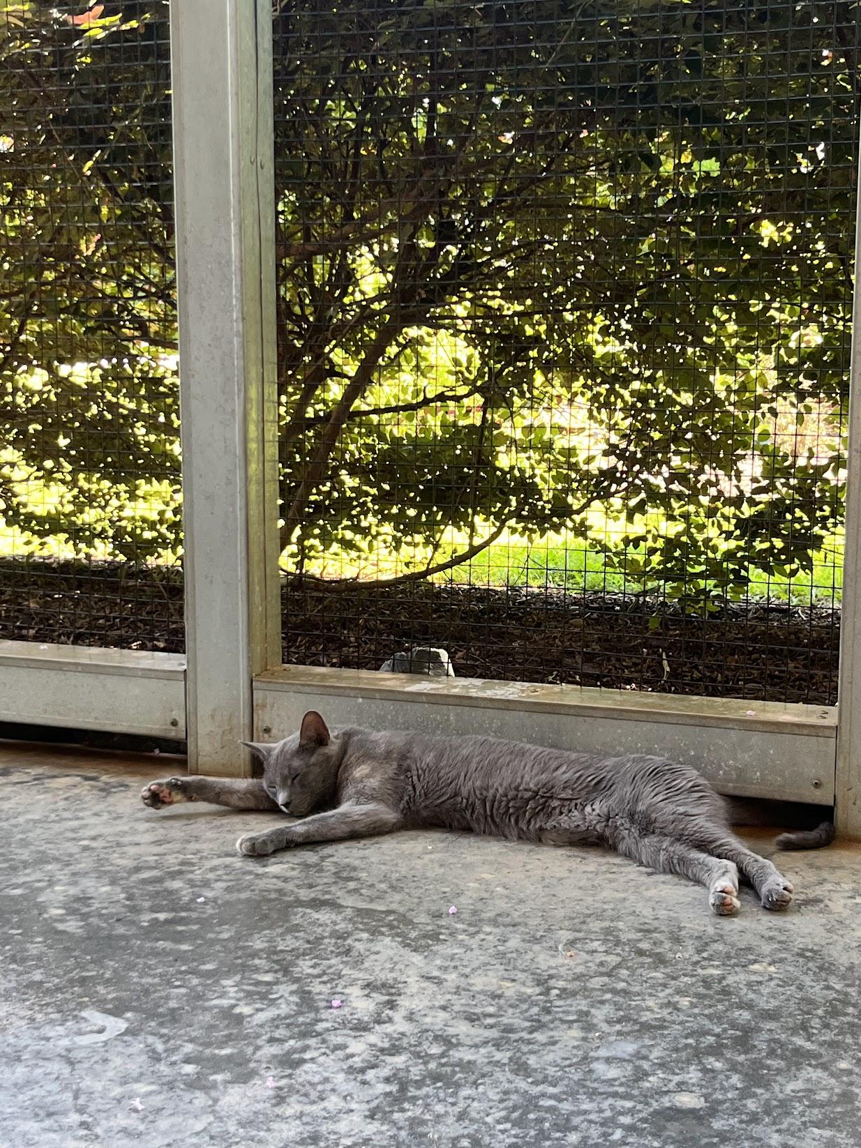 Enlarge Figly, a Adoptable Domestic Short Hair in Salisbury, NC image 5/5