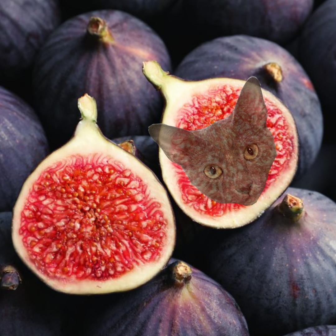 Enlarge Figly, a Adoptable Domestic Short Hair in Salisbury, NC image 3/5