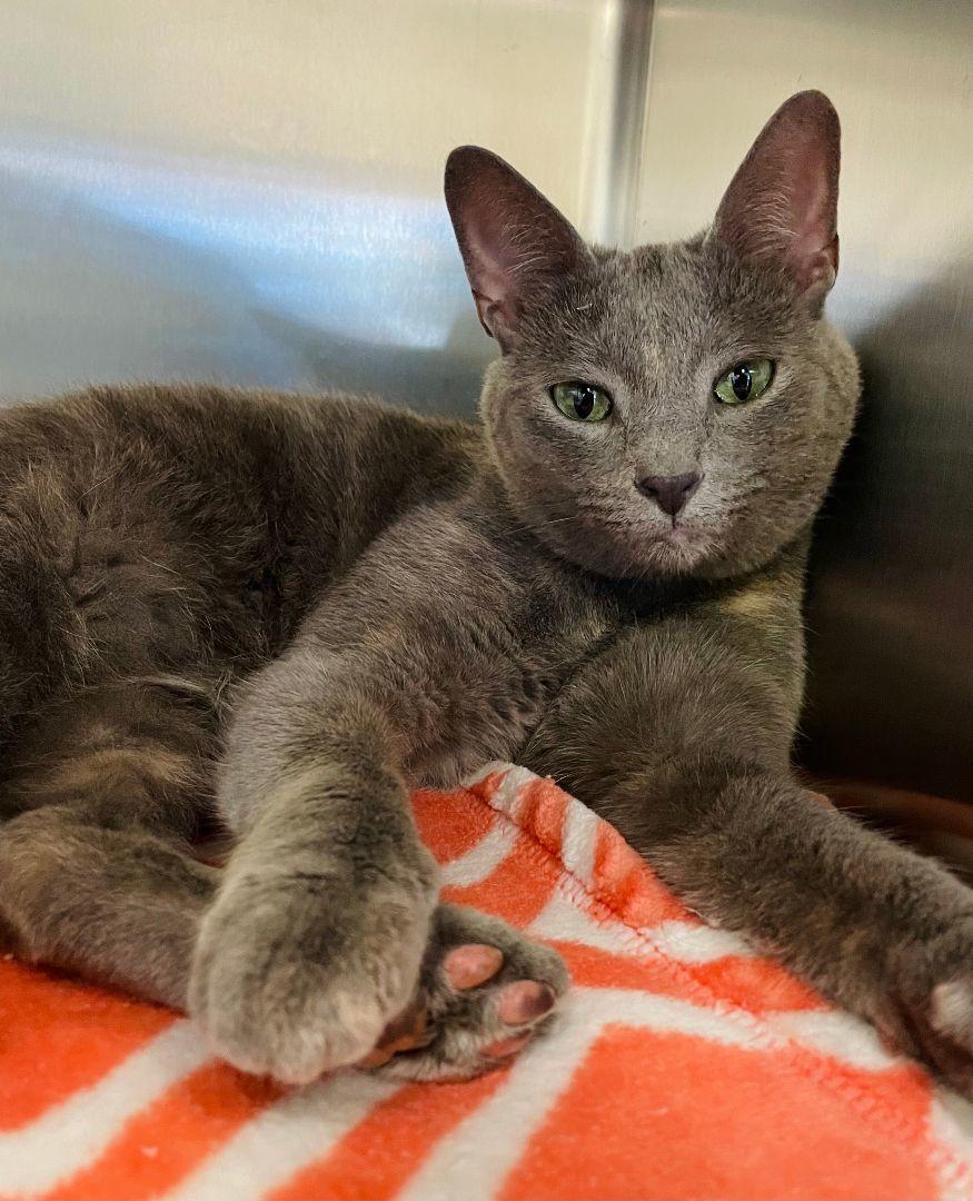 Enlarge Figly, a Adoptable Domestic Short Hair in Salisbury, NC image 4/5