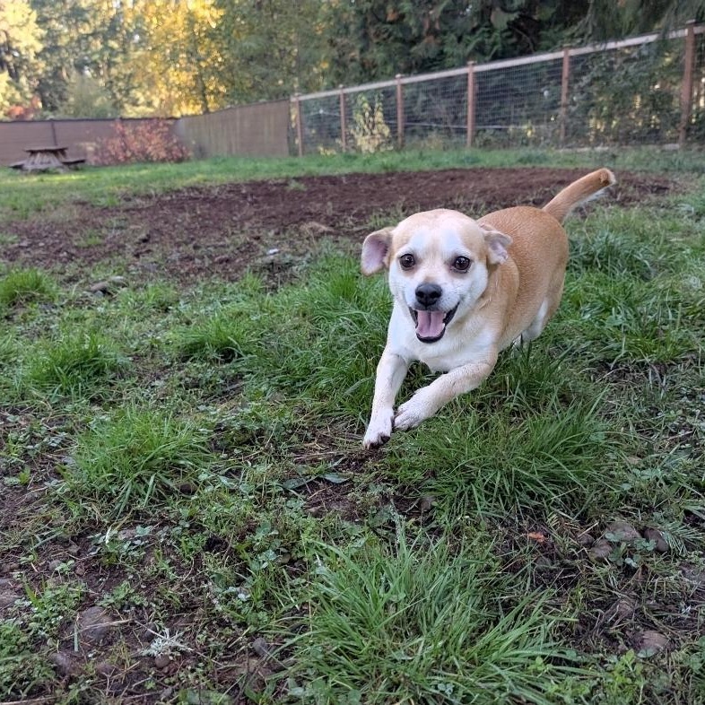 Enlarge Simon, a Adoptable mixed breed in Buckley, WA image 6/6