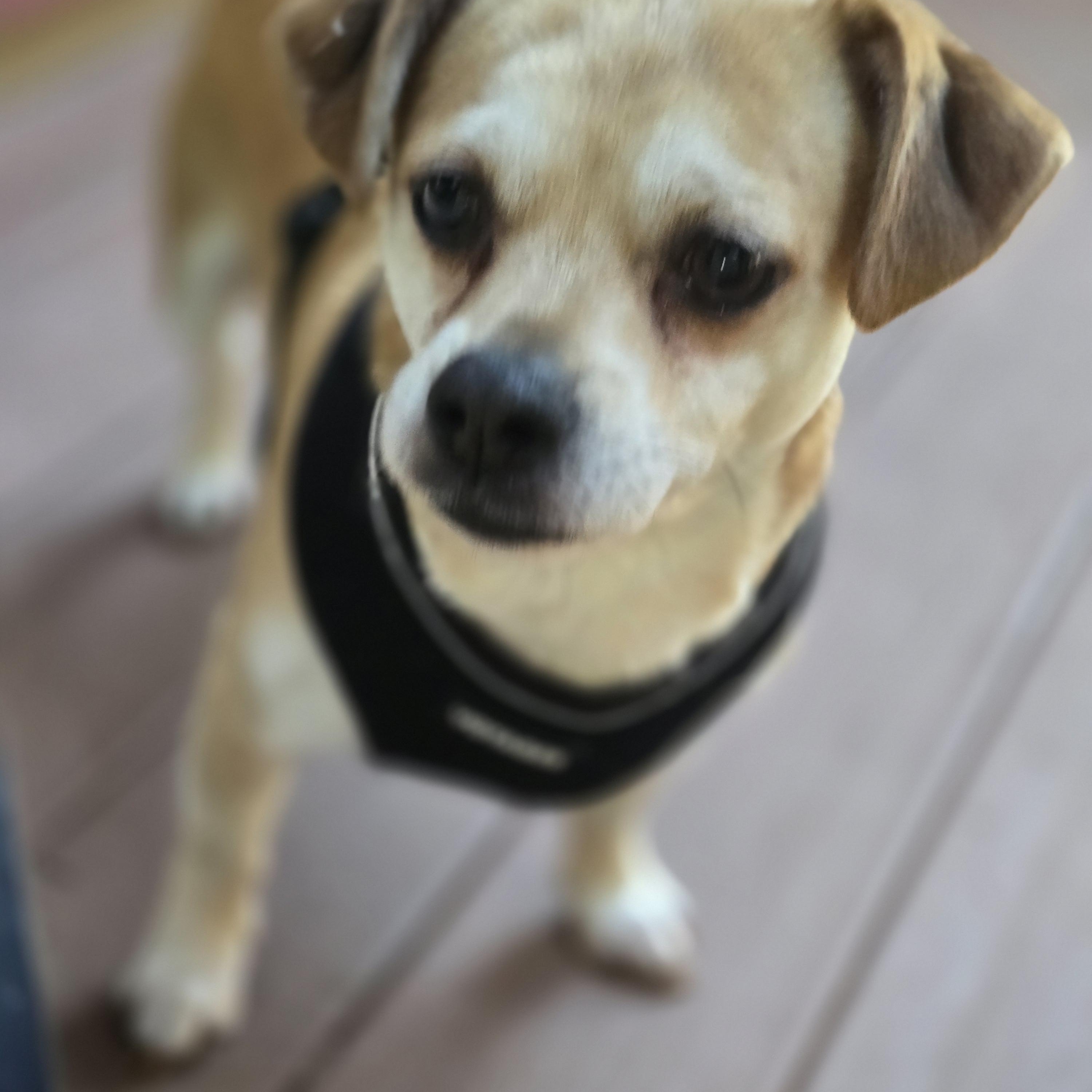 Enlarge Simon, a Adoptable mixed breed in Buckley, WA image 4/6