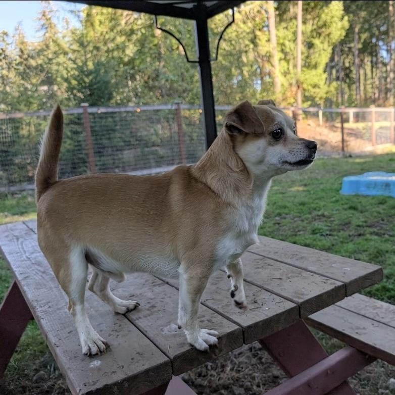 Enlarge Simon, a Adoptable mixed breed in Buckley, WA image 2/6