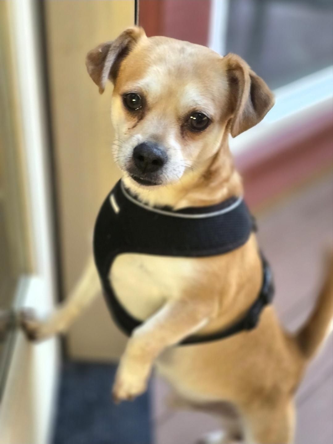 Simon, Adoptable, Adult Male Pug & Chihuahua.