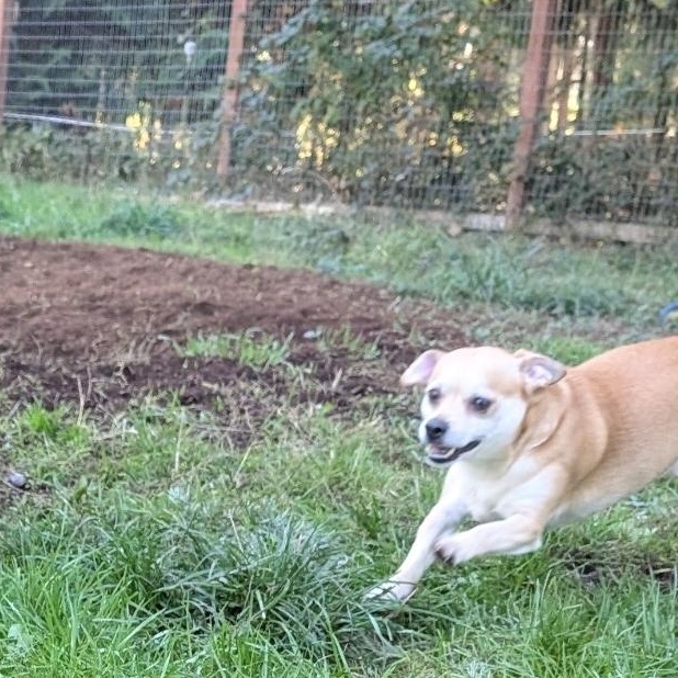 Enlarge Simon, a Adoptable mixed breed in Buckley, WA image 5/6