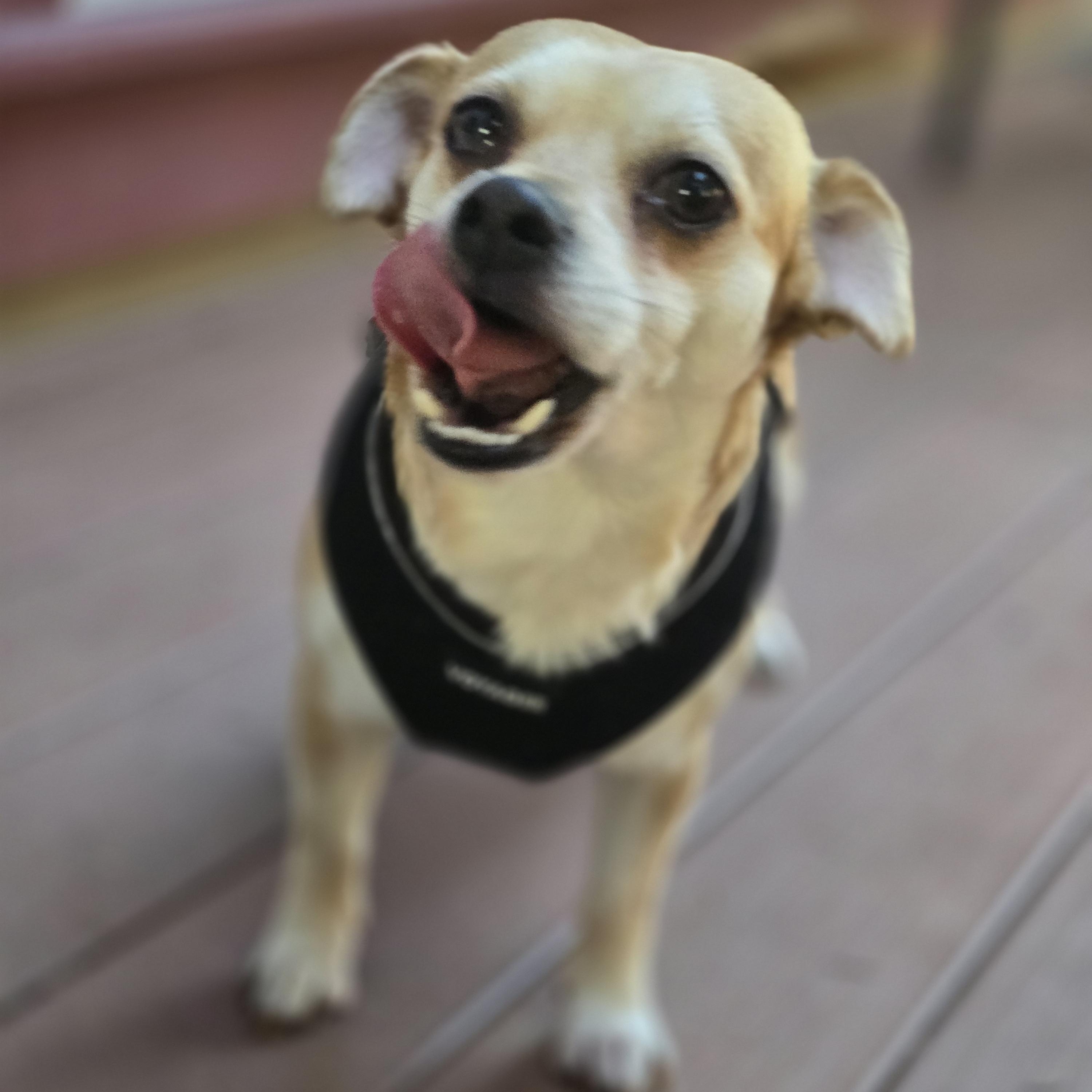 Enlarge Simon, a Adoptable mixed breed in Buckley, WA image 3/6