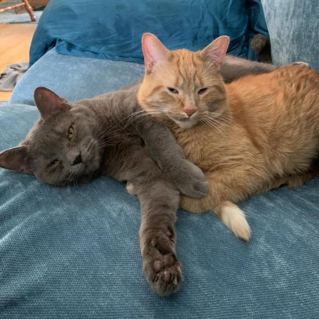 Enlarge Filbert, a Adoptable Domestic Short Hair in St. Paul, MN image 3/6