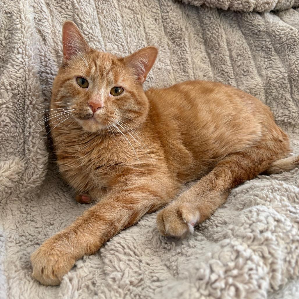 Enlarge Filbert, a Adoptable Domestic Short Hair in St. Paul, MN image 3/6