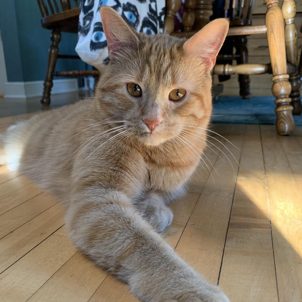 Enlarge Filbert, a Adoptable Domestic Short Hair in St. Paul, MN image 4/6