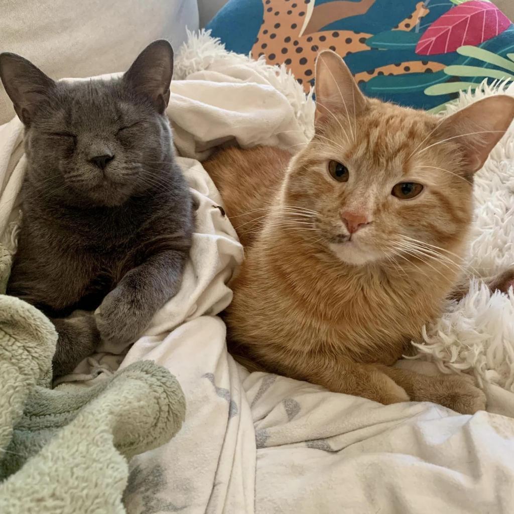 Enlarge Filbert, a Adoptable Domestic Short Hair in St. Paul, MN image 5/6